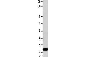 Western Blotting (WB) image for anti-Claudin 1 (CLDN1) antibody (ABIN2425950) (Claudin 1 抗体)