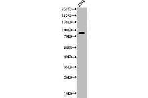 Western Blot analysis of A549 cells using Acetyl-HSP 90 (K435) Polyclonal Antibody (HSP9AA1 (acLys435) 抗体)