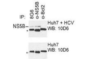 Western Blotting (WB) image for anti-Hepatitis C Virus NS5 (HCV NS5) (AA 77-86) antibody (ABIN781788) (HCV NS5 抗体  (AA 77-86))