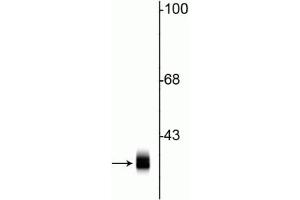 Western blot of rat cortical lysate showing specific immunolabeling of the ~ 36 kDa syntaxin 1A protein. (STX1A 抗体)