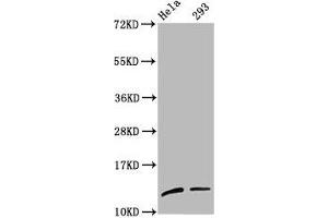 Western Blot Positive WB detected in: Hela whole cell lysate, 293 whole cell lysate All lanes: HIST1H4A antibody at 1:100 Secondary Goat polyclonal to rabbit IgG at 1/50000 dilution Predicted band size: 12 kDa Observed band size: 12 kDa (HIST1H4A 抗体  (meLys59))