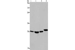 Western Blotting (WB) image for anti-Ets Variant 7 (ETV7) antibody (ABIN2430041) (ETV7 抗体)