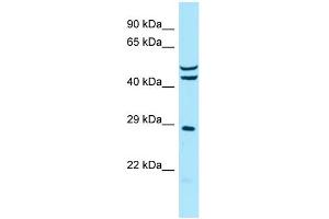 Host: Rabbit Target Name: MRPS7 Sample Type: MCF7 Whole Cell lysates Antibody Dilution: 1. (MRPS7 抗体  (C-Term))
