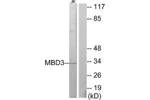 Western Blotting (WB) image for anti-Methyl-CpG Binding Domain Protein 3 (MBD3) (C-Term) antibody (ABIN1849085) (MBD3 抗体  (C-Term))