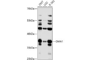 Western blot analysis of extracts of various cell lines, using OM antibody (4230) at 1:1000 dilution. (OMA1 抗体  (AA 360-524))