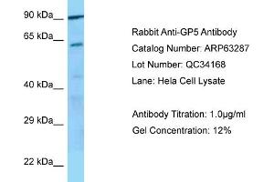 Western Blotting (WB) image for anti-Glycoprotein V (Platelet) (GP5) (C-Term) antibody (ABIN2789435) (GP5 抗体  (C-Term))