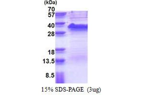 SSR1 Protein (AA 22-207) (His tag)