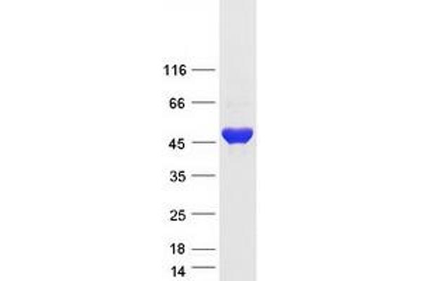 CTBP2 Protein (Transcript Variant 1) (Myc-DYKDDDDK Tag)