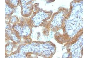 IHC testing of FFPE human placental tissue with MAML2 antibody (clone MAML2/1302). (MAML2 抗体)