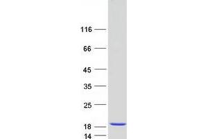 Validation with Western Blot (HINT1 Protein (Transcript Variant 1) (Myc-DYKDDDDK Tag))