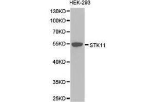 Western Blotting (WB) image for anti-serine/threonine Kinase 11 (STK11) antibody (ABIN1874978) (LKB1 抗体)