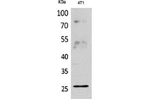 Western Blot analysis of 4T1 cells using CD81 Polyclonal Antibody. (CD81 抗体  (Internal Region))