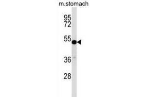 Western Blotting (WB) image for anti-Transcription Factor CP2-Like 1 (TFCP2L1) antibody (ABIN2997307) (TFCP2L1 抗体)