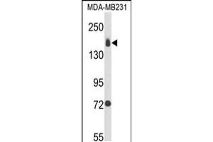 Western blot analysis of ITGA2 Antibody in MDA-MB231 cell line lysates (35ug/lane) (ITGA2 抗体  (C-Term))