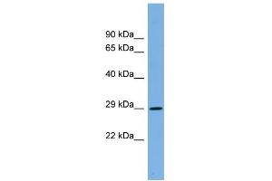 WB Suggested Anti-CDC2 Antibody Titration: 0. (CDK1 抗体  (Middle Region))