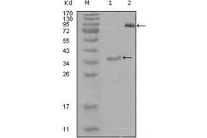 Western blot analysis using EphA3 mouse mAb against truncated Trx-EphA3 recombinant protein (1) and truncated EphA3(aa566-983)-hIgGFc transfected CHO-K1 cell lysate(2). (EPH Receptor A3 抗体)