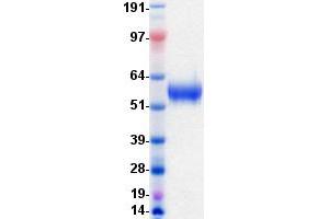 Validation with Western Blot (DDR1 Protein (DYKDDDDK-His Tag))