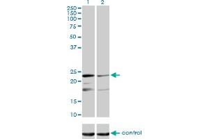 Western Blotting (WB) image for anti-Mitochondrial Ribosomal Protein L12 (MRPL12) (AA 1-198) antibody (ABIN562710)