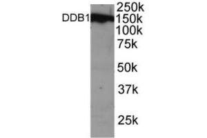 Western blot analysis of DDB1 in NSO cell lysate with ABIN121624. (DDB1 抗体  (C-Term))