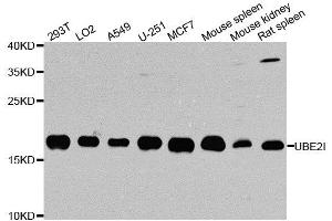 Western blot analysis of extracts of various cell lines, using UBE2I antibody. (UBE2I 抗体  (AA 1-158))