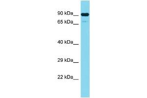 Host: Rabbit Target Name: CEP89 Sample Type: Jurkat Whole Cell lysates Antibody Dilution: 1. (CEP89 抗体  (N-Term))