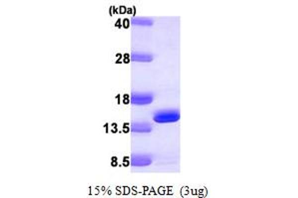 DNAJC19 Protein (AA 19-116) (His tag)