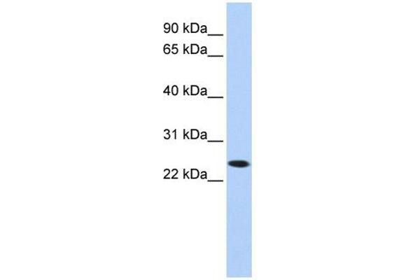 KLRA1 抗体  (N-Term)