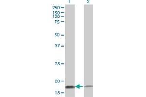 Western Blotting (WB) image for anti-Mitochondrial Import Receptor Subunit TOM20 homolog (TOMM20) (AA 1-145) antibody (ABIN564225)