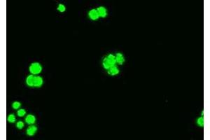 Anti-BCL2L1 mouse monoclonal antibody (ABIN2452380) immunofluorescent staining of COS7 cells transiently transfected by pCMV6-ENTRY BCL2L1 (RC201314). (BCL2L1 抗体  (AA 1-212))