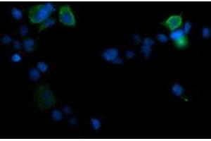 Image no. 2 for anti-Mitogen-Activated Protein Kinase 13 (MAPK13) antibody (ABIN1499958) (MAPK13 抗体)