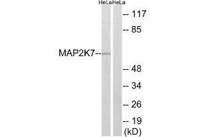 Western Blotting (WB) image for anti-Mitogen-Activated Protein Kinase Kinase 7 (MAP2K7) (Ser271) antibody (ABIN1848234) (MAP2K7 抗体  (Ser271))