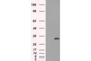 Western Blotting (WB) image for anti-Fc Fragment of IgG, Low Affinity IIa, Receptor (CD32) (FCGR2A) antibody (ABIN1497262) (FCGR2A 抗体)