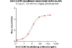 ELISA plate pre-coated by 2 μg/mL (100 μL/well) Human CD40, mFc-His tagged protein ABIN6961088, ABIN7042205 and ABIN7042206 can bind Anti-CD40 Neutralizing antibody in a linear range of 0. (Recombinant CD40 (Iscalimab Biosimilar) 抗体)