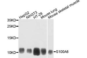 Western blot analysis of extracts of various cell lines, using S100A6 antibody. (S100A6 抗体)