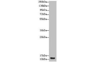 Western blot All lanes: S100A14 antibody at 4. (S1A14 (AA 1-104) 抗体)