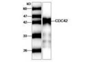 Image no. 1 for anti-Cell Division Cycle 42 (GTP Binding Protein, 25kDa) (CDC42) antibody (ABIN791459) (CDC42 抗体)