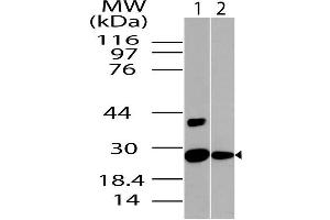 Image no. 1 for anti-NAD(P)H Dehydrogenase, Quinone 1 (NQO1) (AA 50-274) antibody (ABIN5027401) (NQO1 抗体  (AA 50-274))