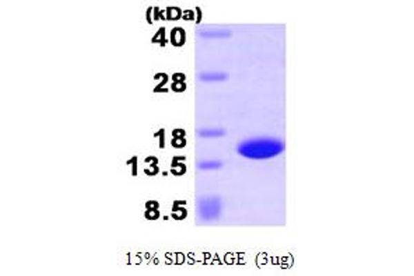 Profilin 4 Protein (PFN4) (AA 1-129) (His tag)