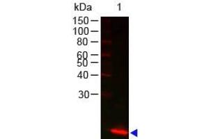 Image no. 1 for anti-Lysozyme (LYZ) antibody (ABIN799765) (LYZ 抗体)