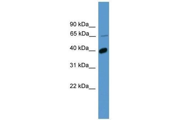 OR2B2 抗体  (C-Term)