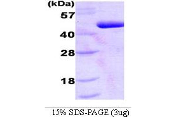 PDPK1 Protein (AA 29-436) (His tag)