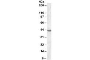 Western blot testing of rat brain lysate with Connexin 43 antibody at 0. (Connexin 43/GJA1 抗体)