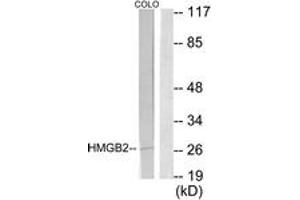 Western Blotting (WB) image for anti-High Mobility Group Box 2 (HMGB2) (AA 131-180) antibody (ABIN2889438) (HMGB2 抗体  (AA 131-180))