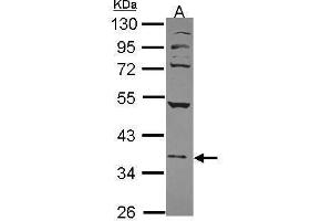 WB Image Sample (30 ug of whole cell lysate) A: 293T 10% SDS PAGE antibody diluted at 1:1000 (NFE2 抗体  (Center))