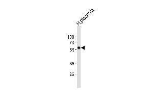 Western blot analysis of lysate from human placenta tissue lysate, using FOXO4 Antibody (C-term) (ABIN6242148 and ABIN6577869). (FOXO4 抗体  (C-Term))