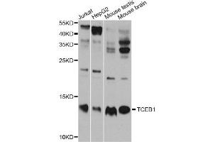 Western blot analysis of extracts of various cell lines, using TCEB1 antibody (ABIN5999020) at 1/1000 dilution. (TCEB1 抗体)