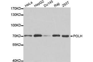 Western blot analysis of extracts of various cell lines, using POLH antibody (ABIN5970934) at 1/1000 dilution. (POLH 抗体)