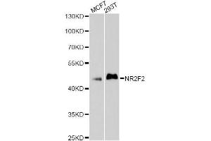 Western blot analysis of extracts of various cell lines, using NR2F2 antibody (ABIN5998382) at 1/1000 dilution. (NR2F2 抗体)