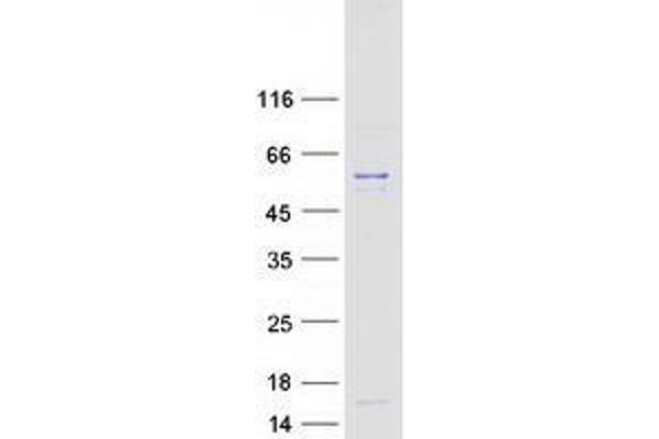 UBR7 Protein (Transcript Variant 2) (Myc-DYKDDDDK Tag)