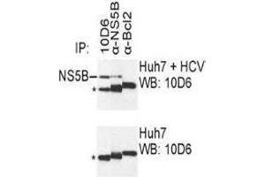 Western Blotting (WB) image for anti-Hepatitis C Virus NS5 (HCV NS5) (AA 111-130) antibody (ABIN781785) (HCV NS5 抗体  (AA 111-130))